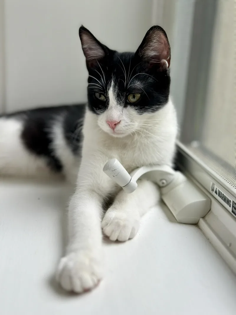 A baby medium-sized female Black & White / Tuxedo Domestic Short Hair cat named Priya for adoption in Cincinnati, OH