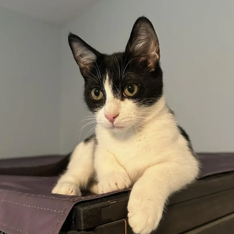 Priya thumbnail 3