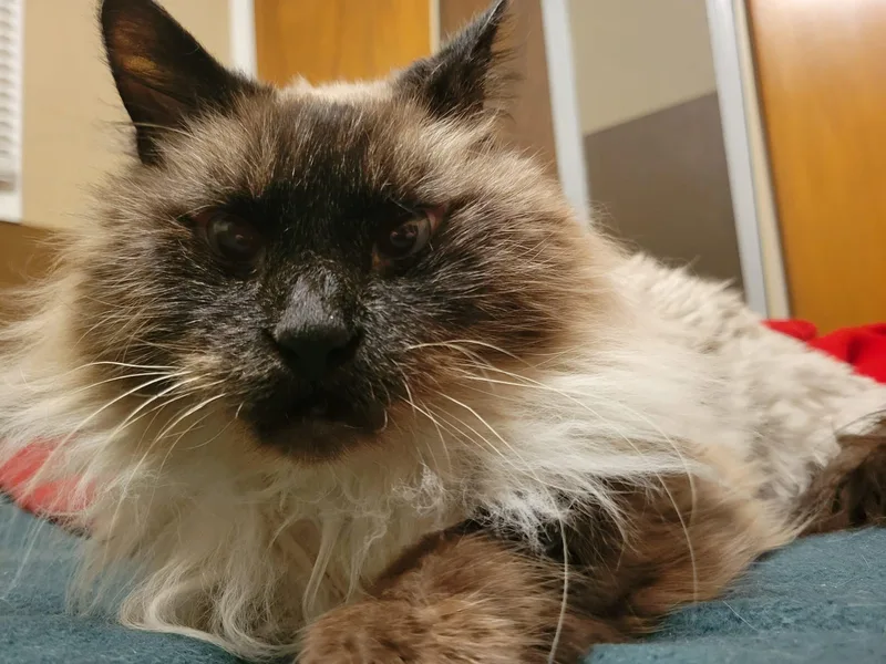 Daisy Grumbles thumbnail 2