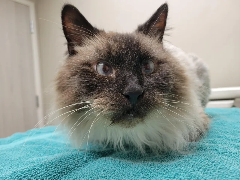 Daisy Grumbles thumbnail 3