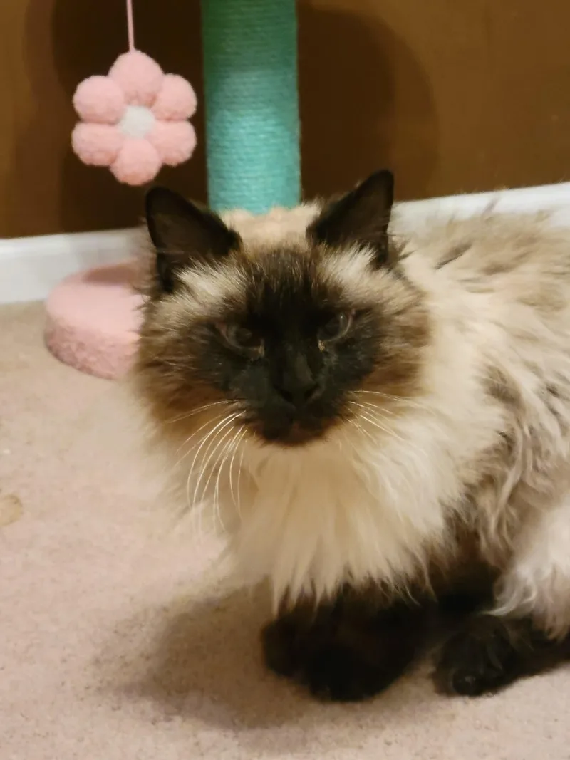 Daisy Grumbles thumbnail 4