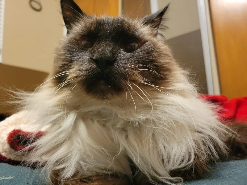 Daisy Grumbles thumbnail 5