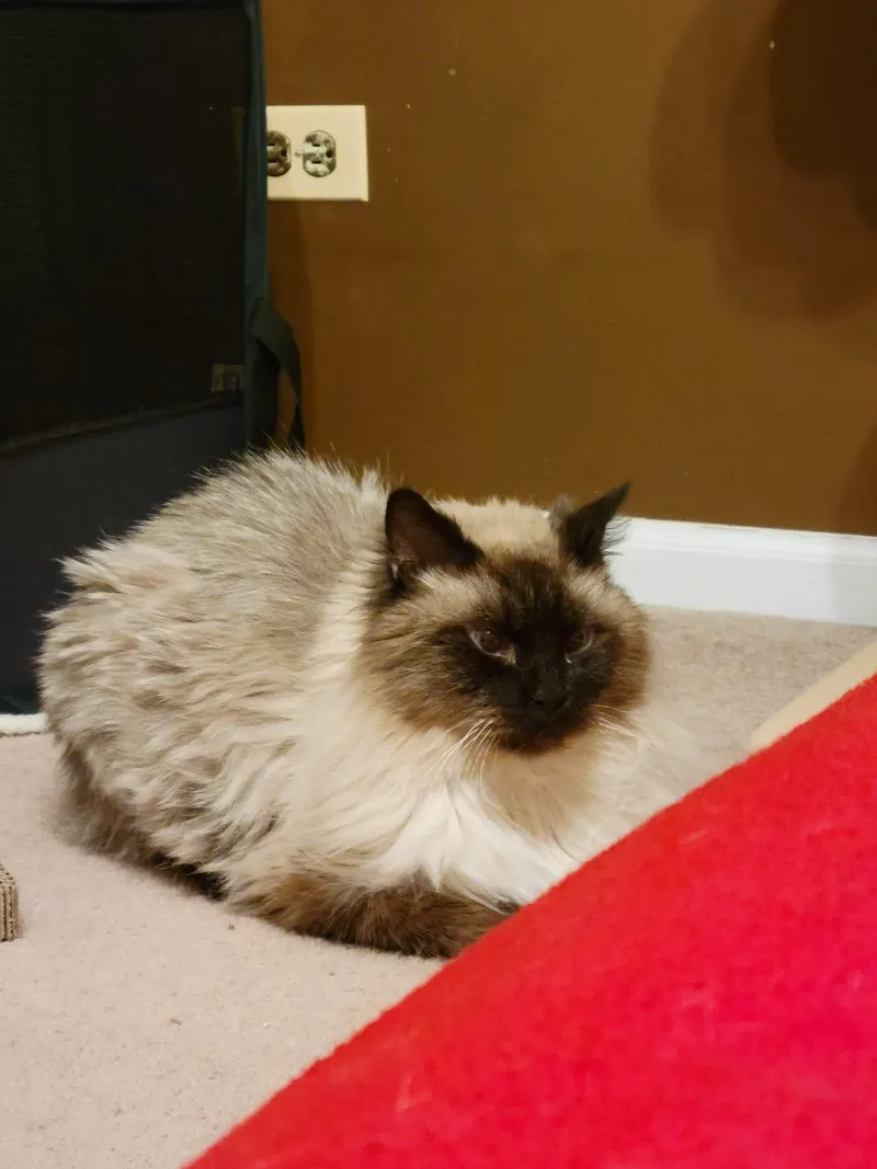 Daisy Grumbles thumbnail 6