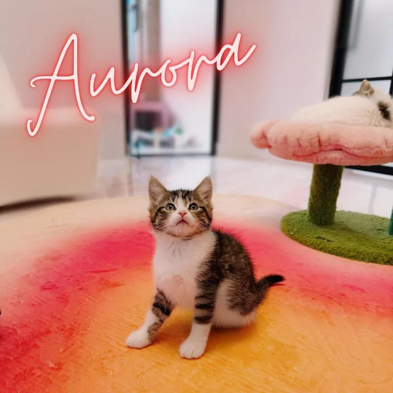 A baby small-sized female Brown / Chocolate Domestic Short Hair cat named Aurora for adoption in Forest Park, IL