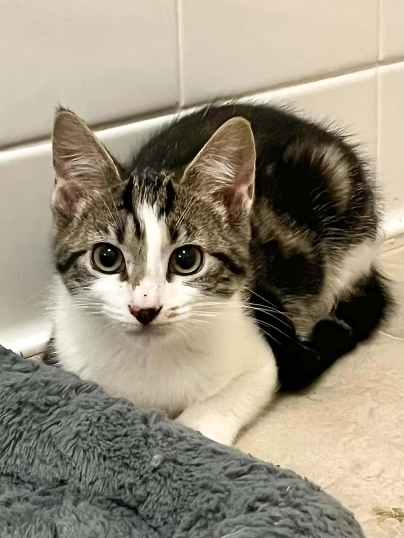 A baby medium-sized female Tabby (Brown / Chocolate) Domestic Short Hair cat named Wilma for adoption in Hickory, NC