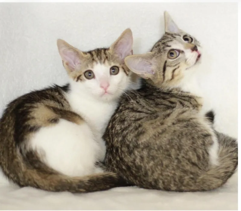 Jack & Jill BONDED