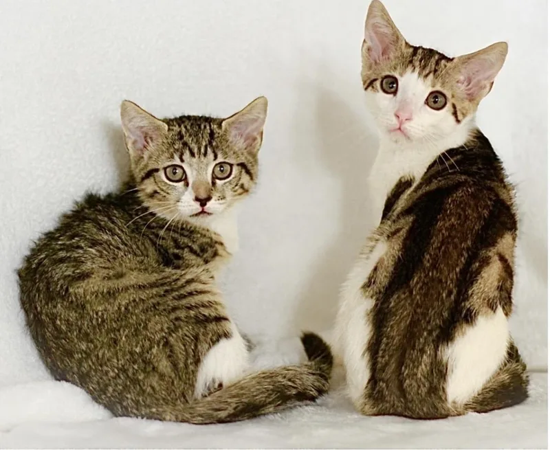 Jack & Jill BONDED thumbnail 2