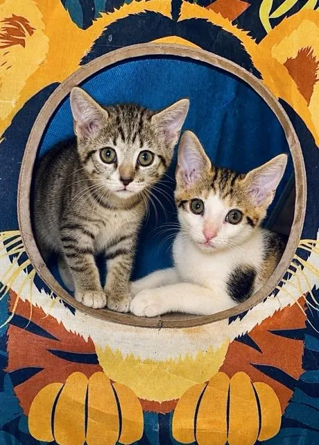 Jack & Jill BONDED thumbnail 3