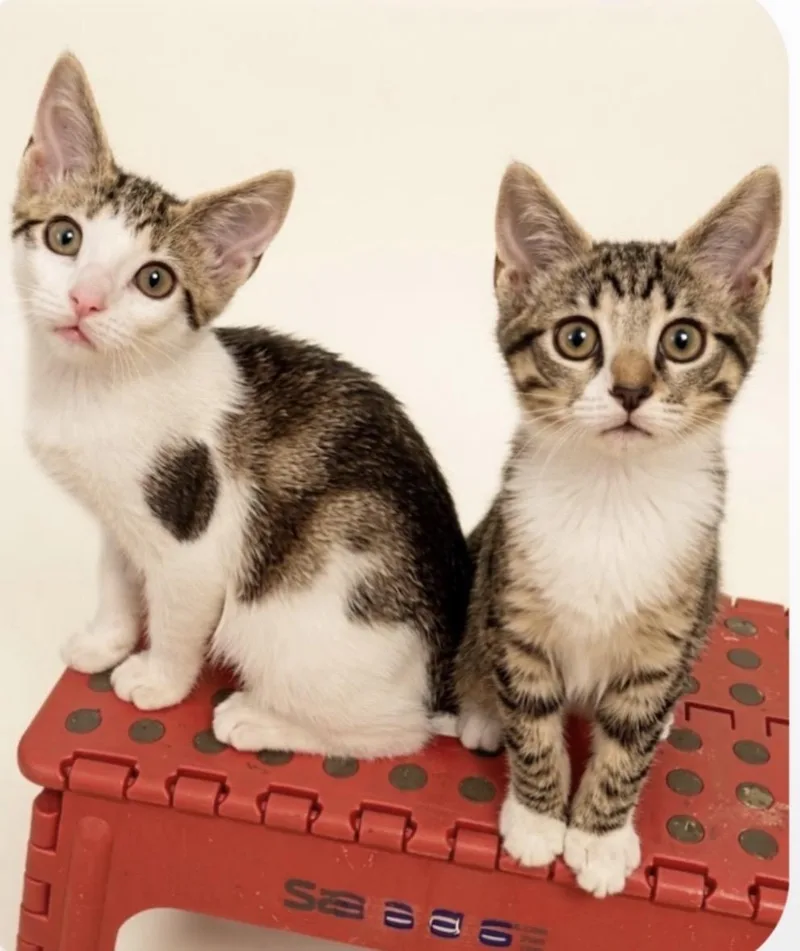 Jack & Jill BONDED thumbnail 5