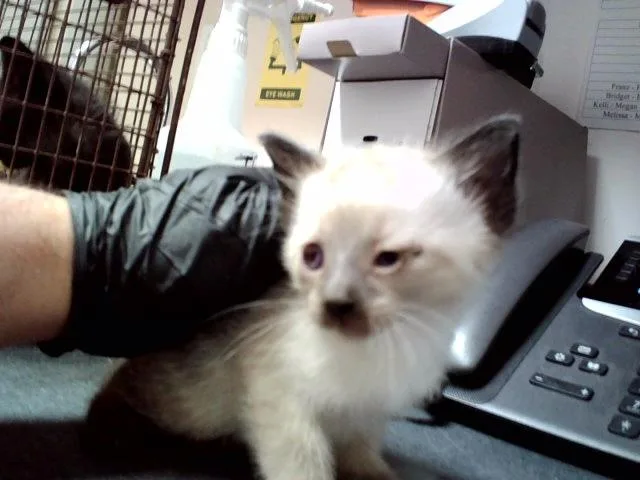 A baby small-sized male Domestic Short Hair cat named A for adoption in Martinez, CA