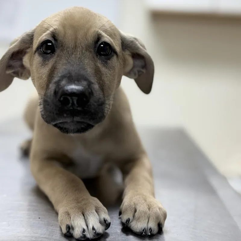 A baby small-sized female Yellow / Tan / Blond / Fawn Mixed Breed dog named Calypso for adoption in Tyler, TX