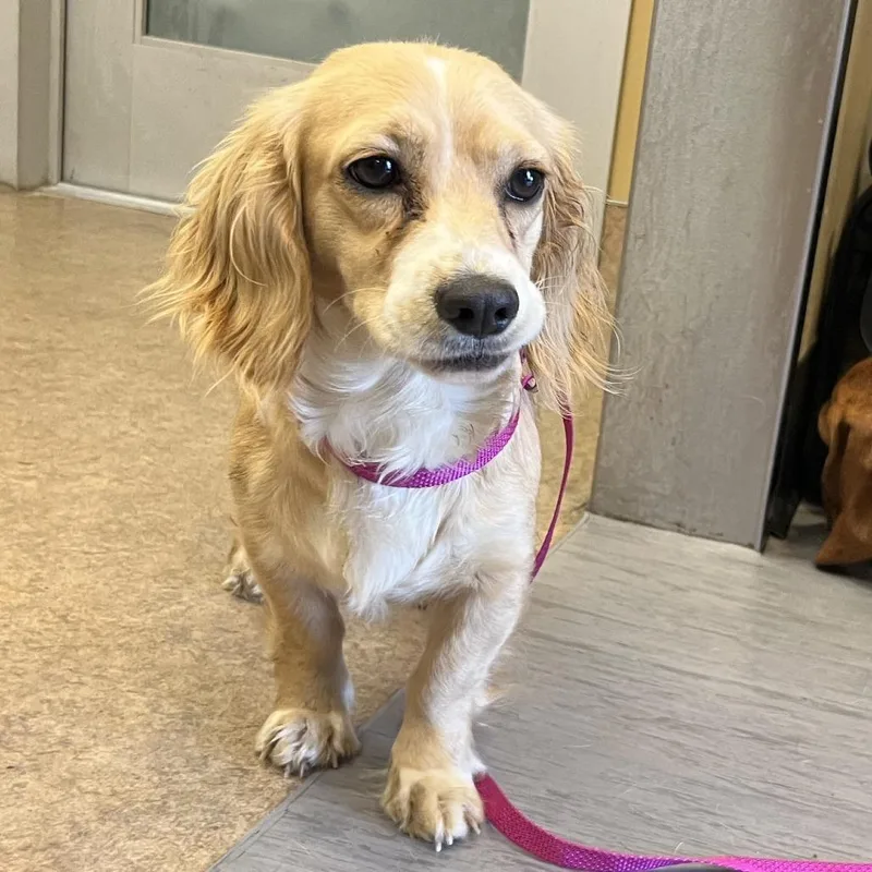 A young small-sized female Golden Spaniel dog named Lina for adoption in Palm Springs, CA