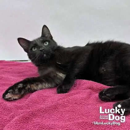 A young medium-sized male Domestic Short Hair cat named Ernie for adoption in Washington, DC