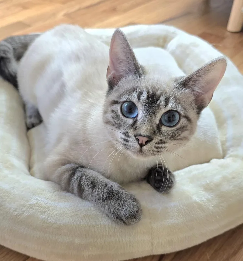 A baby small-sized female Siamese cat named Flora for adoption in Vancouver, WA