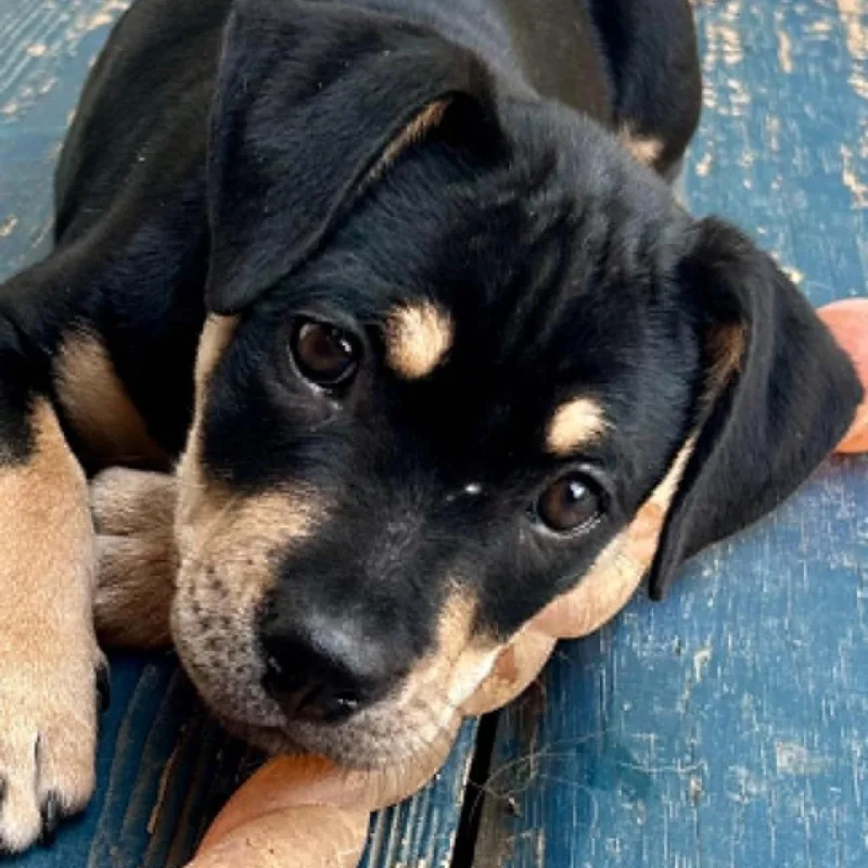 A baby medium-sized male Black Mixed Breed dog named Moose on the Loose for adoption in Olathe, KS