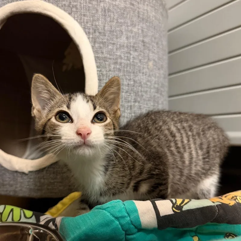 A baby small-sized male Brown / Chocolate Domestic Short Hair cat named Grouper for adoption in South Elgin, IL