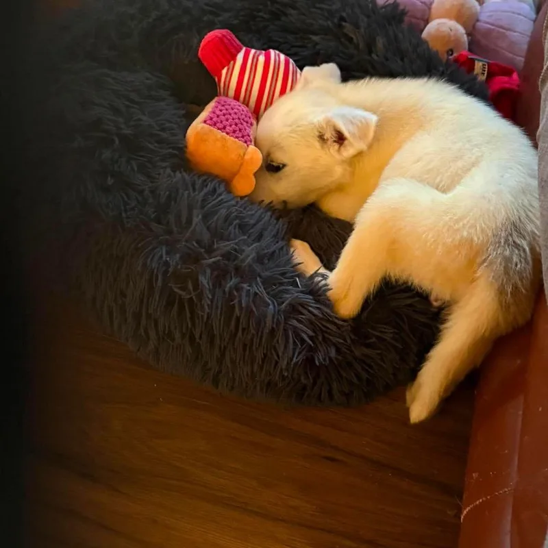 A baby large-sized male White / Cream Labrador Retriever dog named Prince Charming for adoption in Farmersville, OH