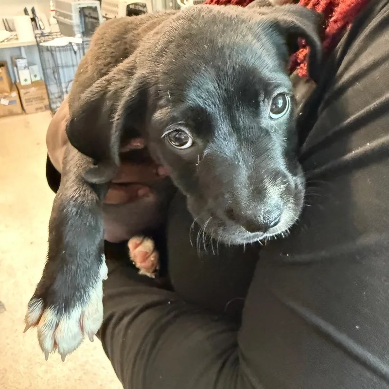 A baby small-sized female Black Pit Bull Terrier dog named Sally for adoption in Horn Lake, MS