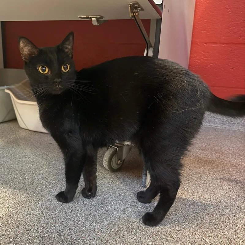 An adult medium-sized male Domestic Short Hair cat named Rigi for adoption in Sarasota, FL