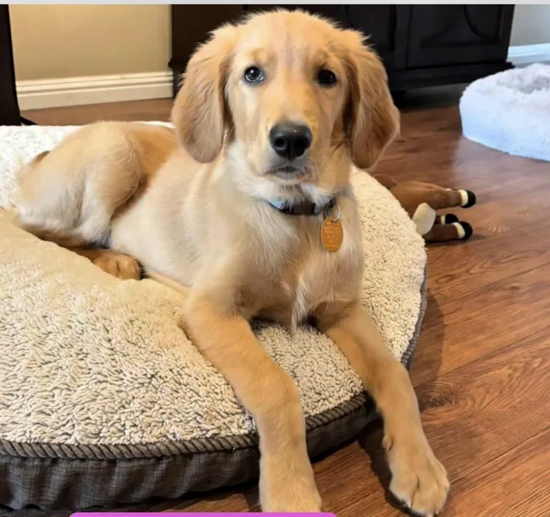 A baby medium-sized female Golden Retriever dog named Mila for adoption in San Pedro, CA