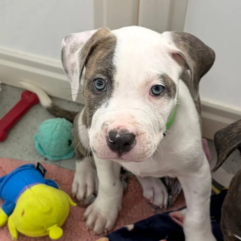 A baby large-sized male White / Cream Mixed Breed dog named Bandit for adoption in Greensboro, GA