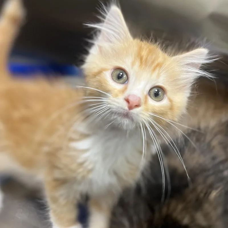 An adult large-sized male Domestic Medium Hair cat named Cornpone for adoption in Cumming, GA