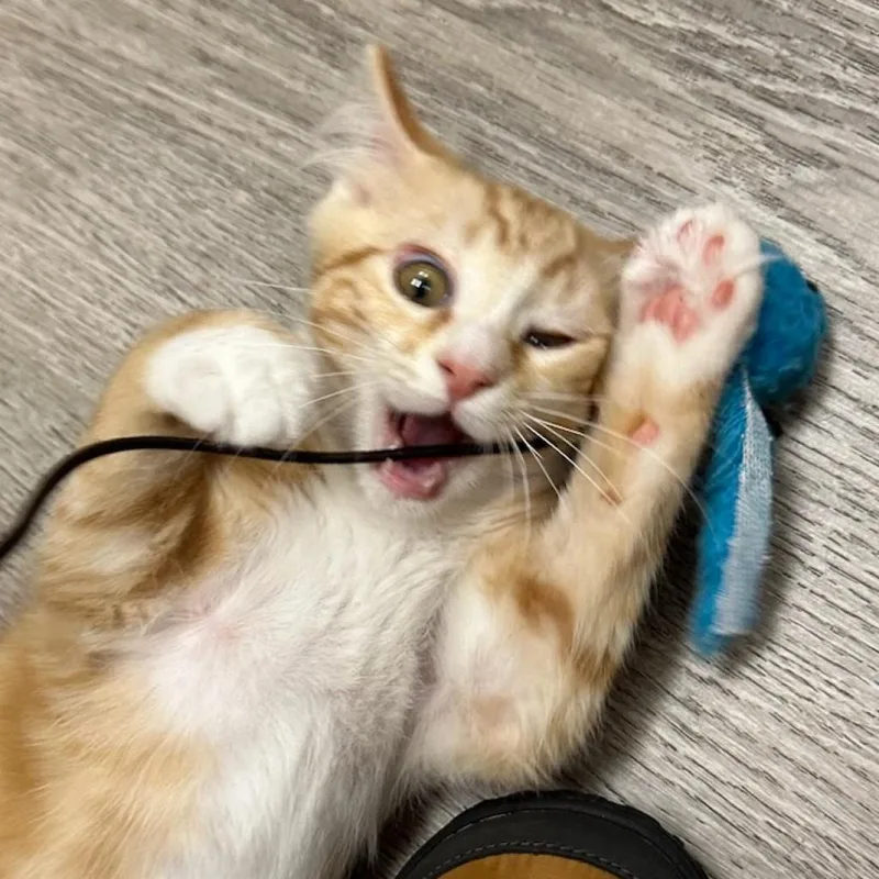 Cornpone thumbnail 4
