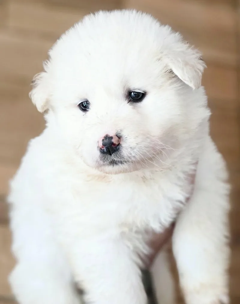 A baby large-sized female White / Cream Great Pyrenees dog named Arreu for adoption in Mouth of Wilson, VA