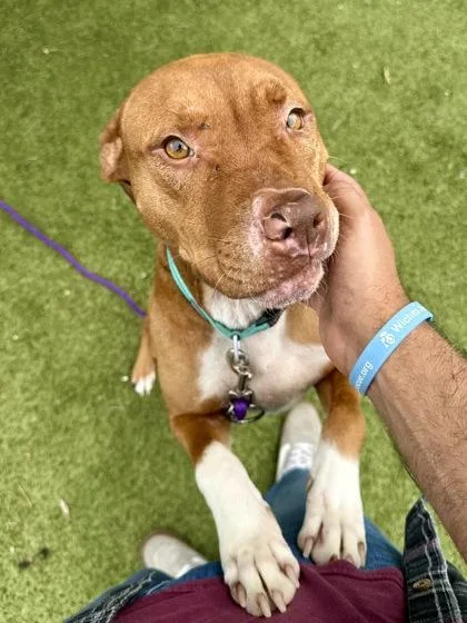 An adult large-sized female Brown / Chocolate Mixed Breed dog named Winkle for adoption in Wichita, KS