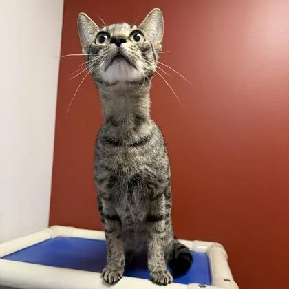 A young medium-sized female Domestic Short Hair cat named Syrax for adoption in Janesville, WI
