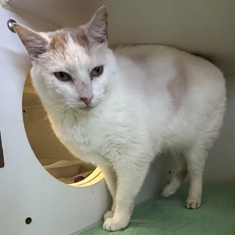 An adult small-sized male White Domestic Short Hair cat named Ari for adoption in Hinesville, GA