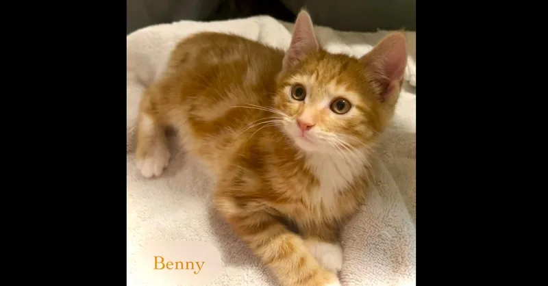 Ben thumbnail 2
