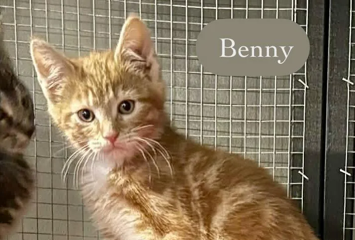 Ben thumbnail 3