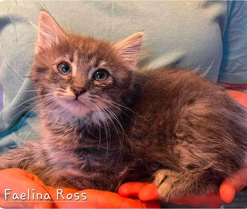 A baby medium-sized female Domestic Medium Hair cat named Faelina Ross for adoption in El Dorado, AR