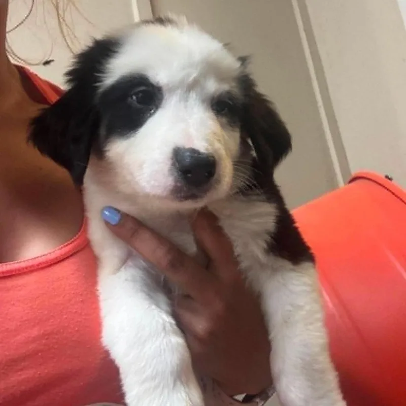 A baby small-sized female White / Cream Mixed Breed dog named Xena for adoption in East Hanover, NJ