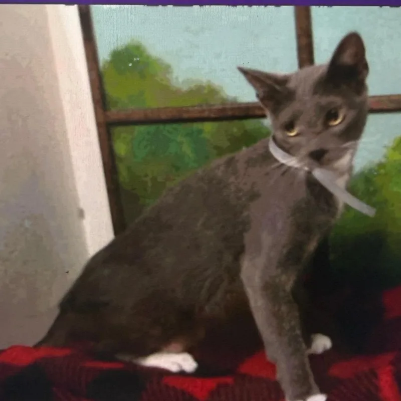 A young medium-sized female Gray / Blue / Silver Domestic Short Hair cat named Misty for adoption in Houston, TX