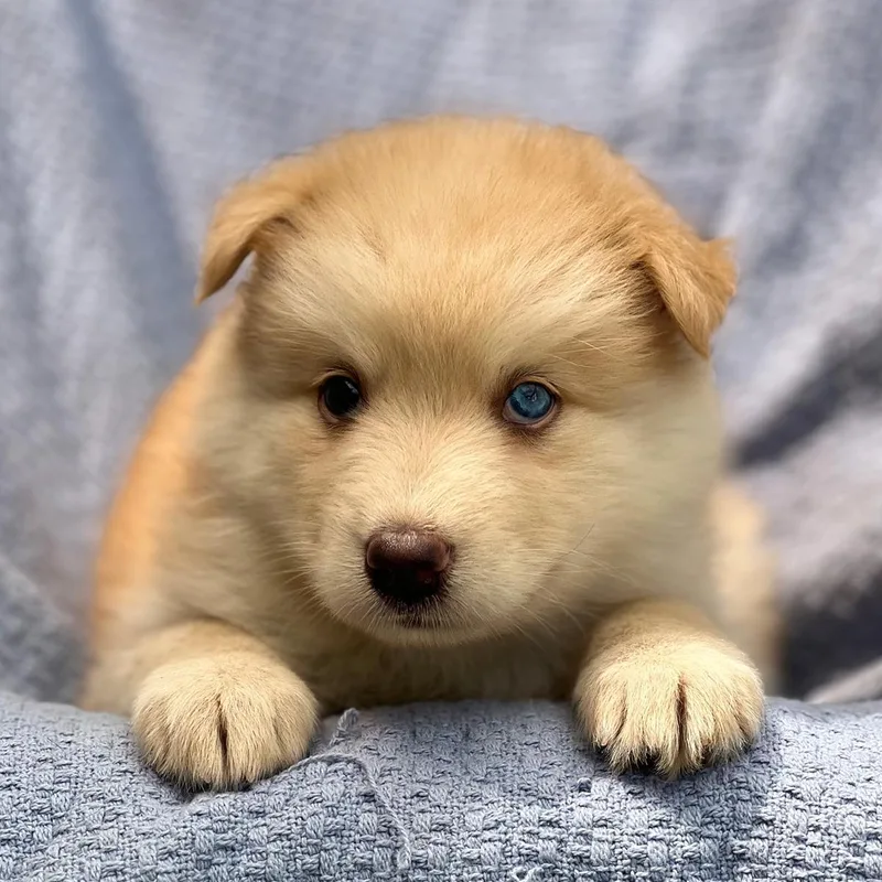 A baby large-sized female Shepherd dog named Marshmallow Pup  Peeps for adoption in San Diego, CA