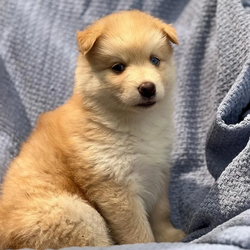 Marshmallow Pup  Peeps thumbnail 2