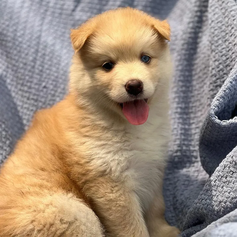 Marshmallow Pup  Peeps thumbnail 3
