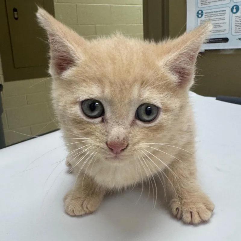 A baby small-sized male Domestic Short Hair cat named Vermithor for adoption in Winston-Salem, NC