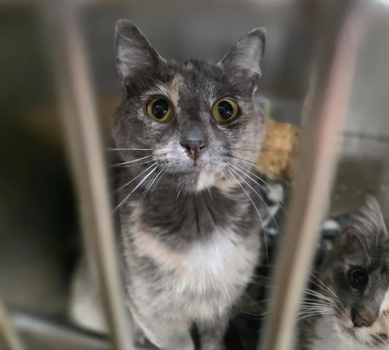 A young medium-sized female Domestic Short Hair cat named Bunny for adoption in Minot, ND