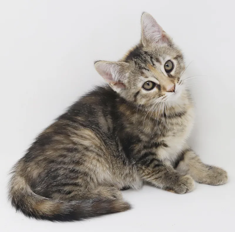 A baby small-sized female Tabby (Brown / Chocolate) Torbie cat named Eloise  The Best for adoption in Bedford Hills, NY