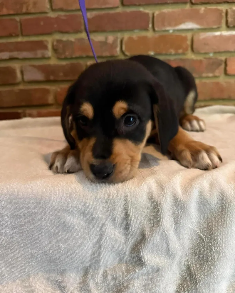 A baby medium-sized male Mixed Breed dog named Brooks for adoption in St Marys, OH