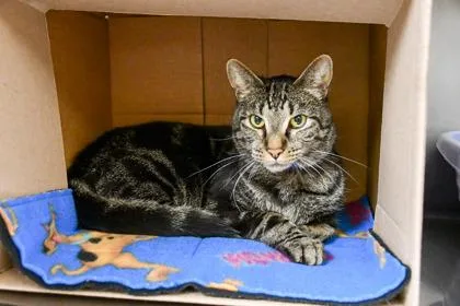 An adult large-sized male Domestic Short Hair cat named Salvador for adoption in Yakima, WA