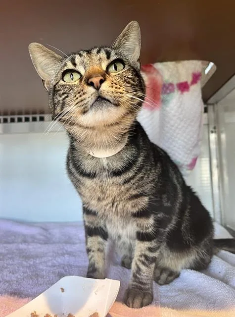 A young small-sized female Domestic Short Hair cat named Portia for adoption in San Francisco, CA