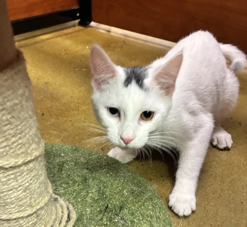 A baby large-sized male White Domestic Short Hair cat named Anthony for adoption in Lambertville, NJ