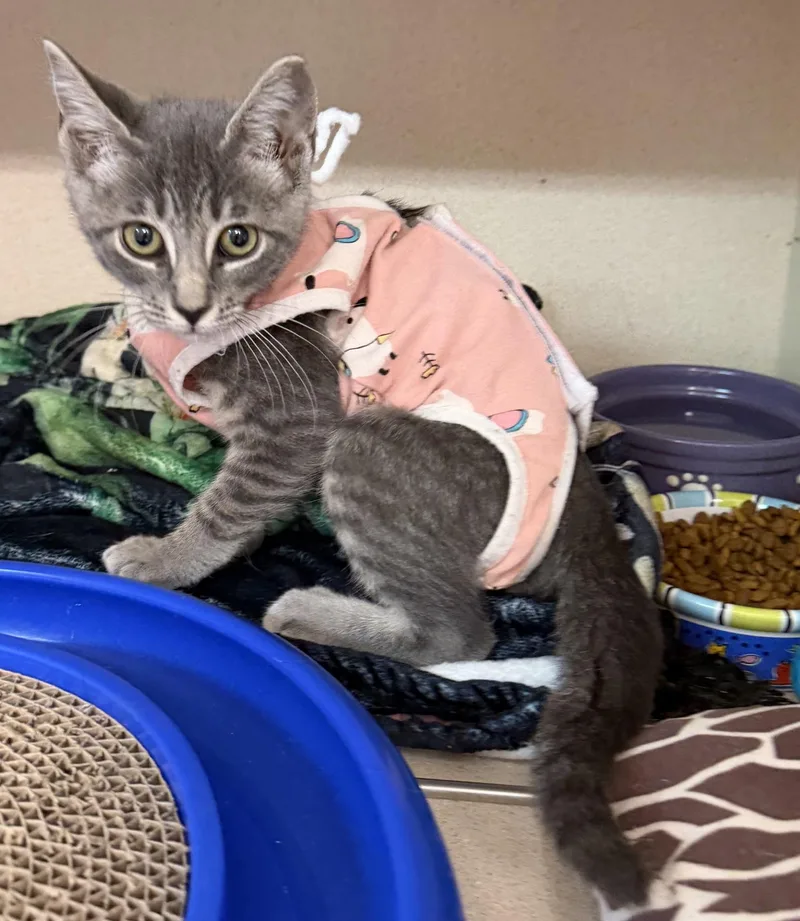 A baby small-sized female Tabby (Gray / Blue / Silver) Domestic Short Hair cat named Sincere for adoption in Salem, NH