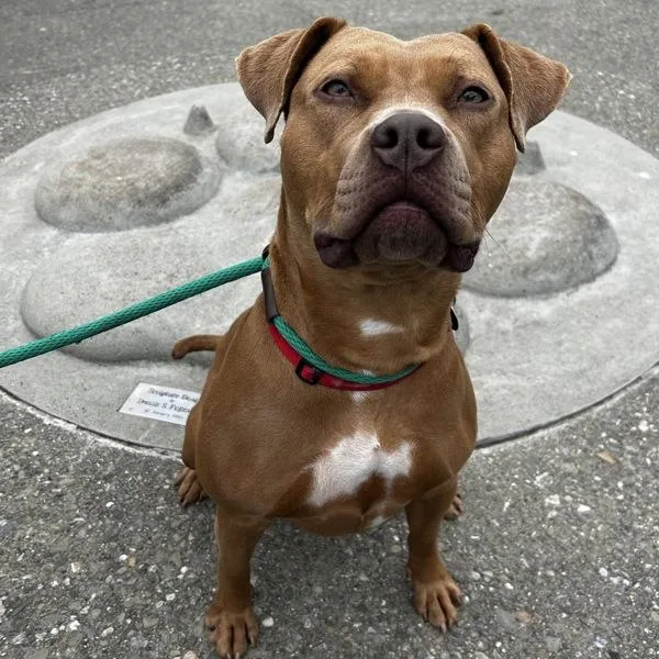 An adult large-sized female Pit Bull Terrier dog named Lola for adoption in Oakland, CA