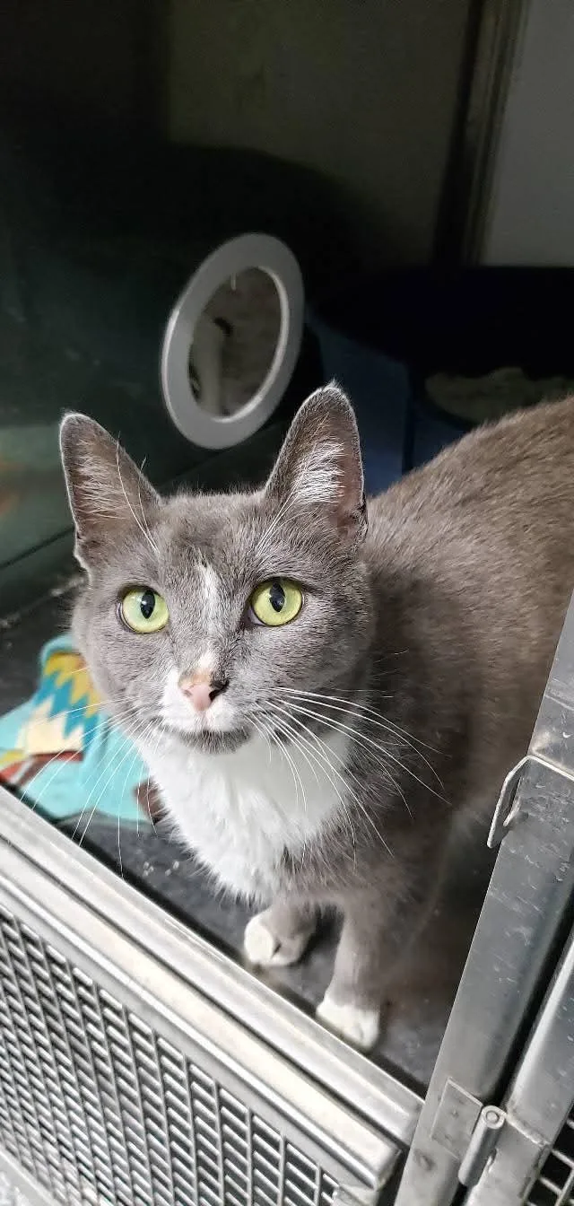 An adult medium-sized female Gray & White Domestic Short Hair cat named Gracie Mae for adoption in Cincinnati, OH
