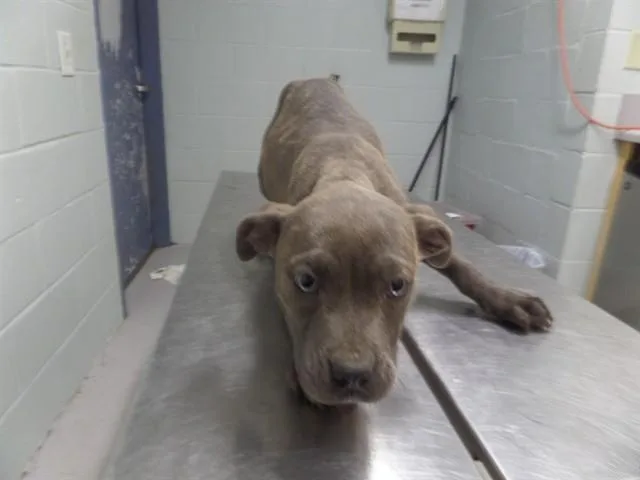 A baby small-sized female Pit Bull Terrier dog named Lisa for adoption in Augusta, GA